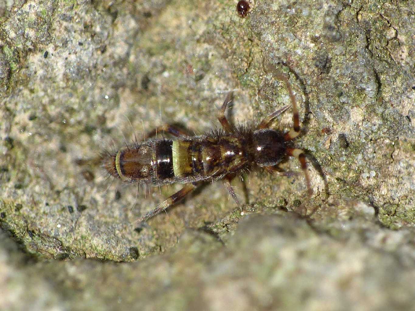 Orchesella cincta